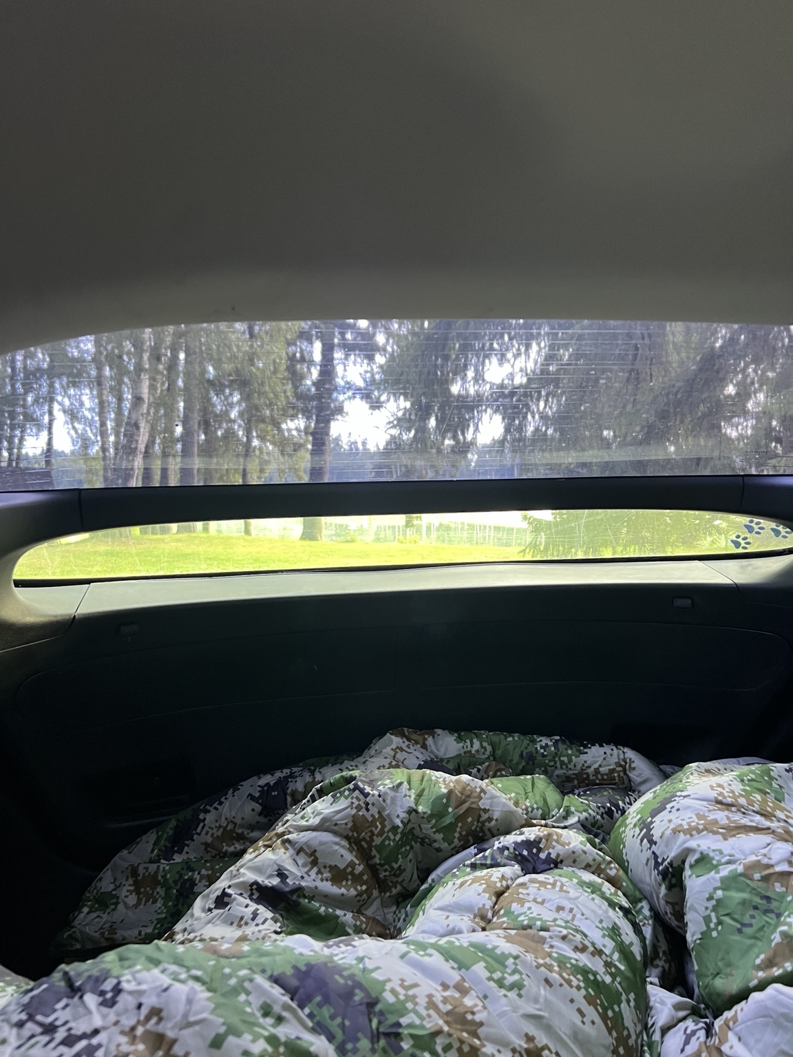 Morning view from a makeshift bed in the boot of the car after abandoning the tent because of noise