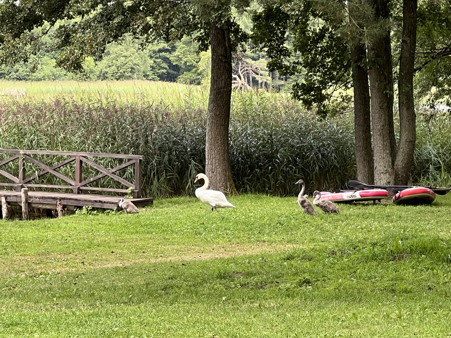 A swan and cygnets on the grass beside the lake with SUP boards nearby