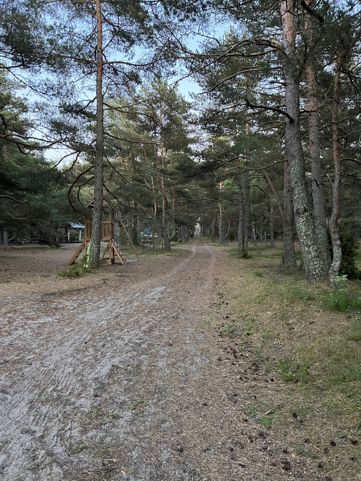 A sandy lane through the coastal pine forest