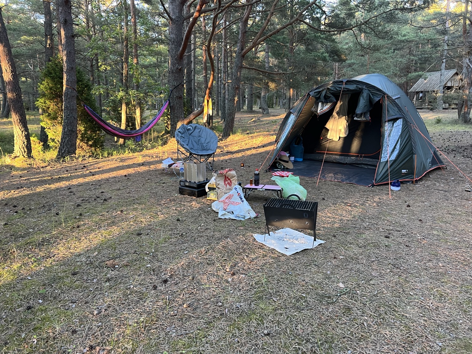 A spacious tent pitch with a hammock and grill beneath pine trees at Miera Osta