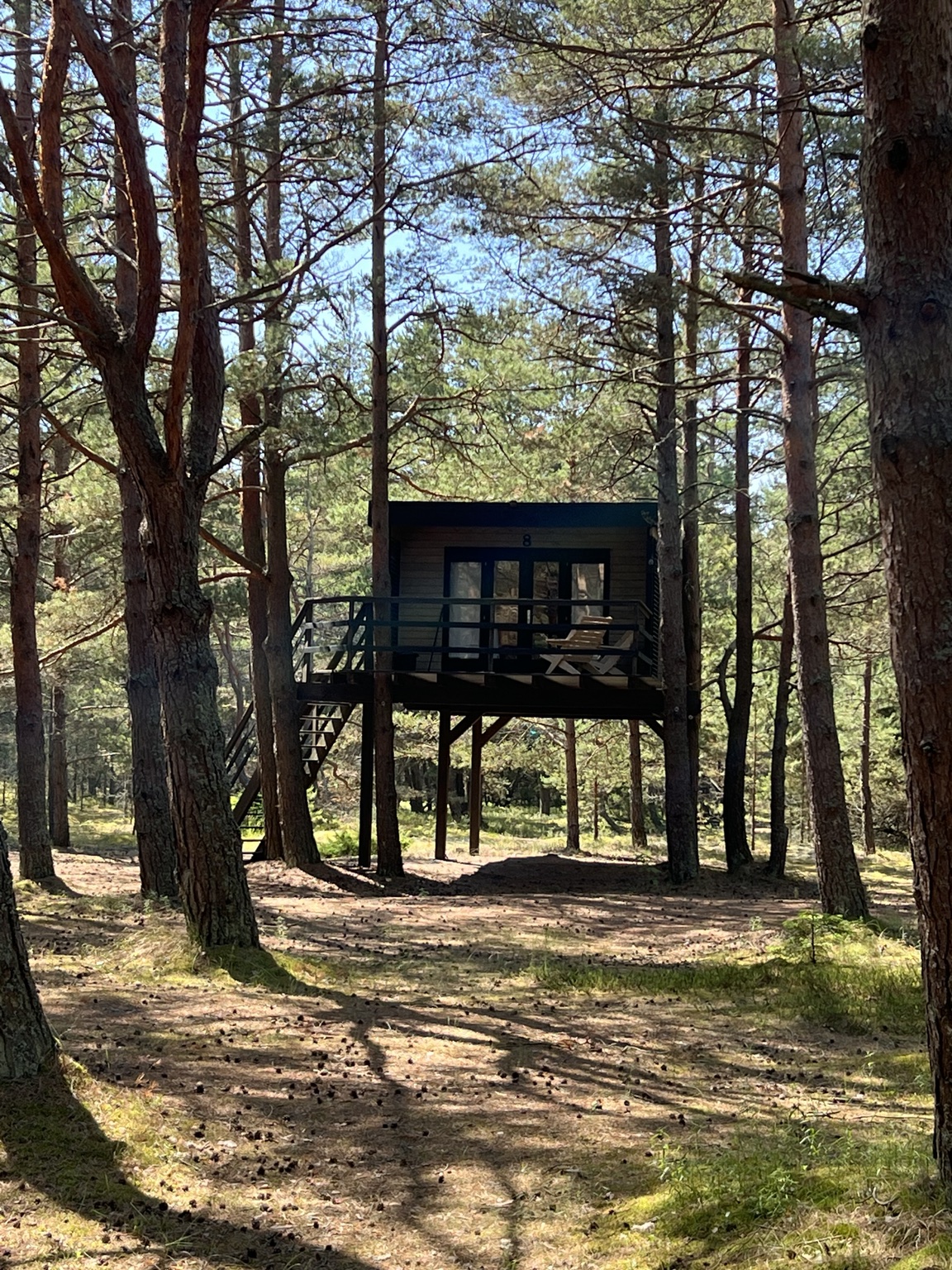 A small elevated rental cabin among the pines at Miera Osta