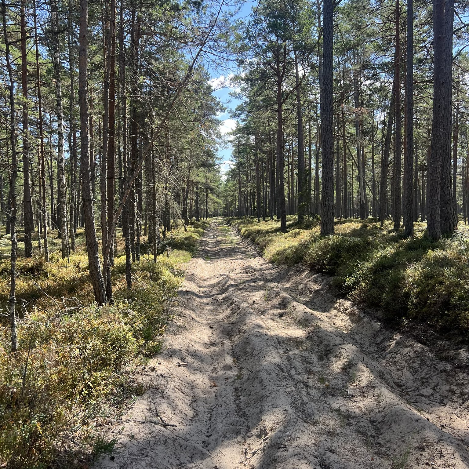 A sandy track through the pine forest near Plaucaki