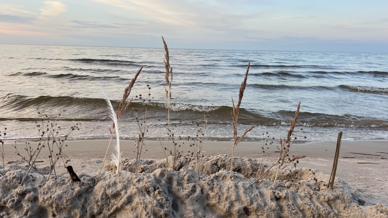 Grasses above the waves on the nearby beach