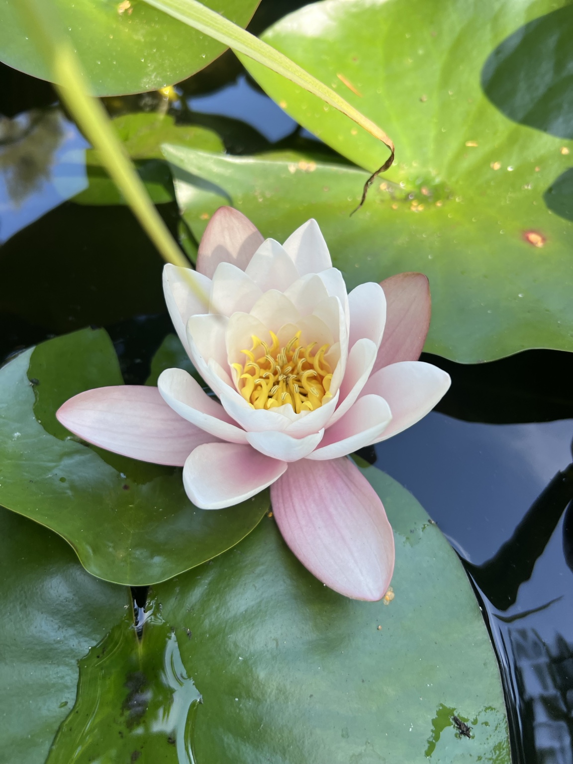 A pale pink water lily at the campsite